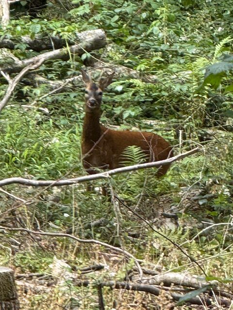 Deer on the Gravetye Estate rotated
